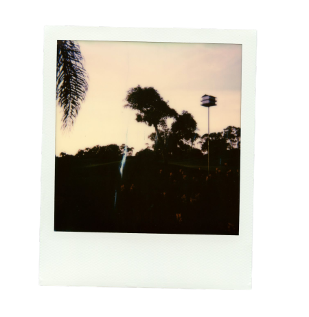 polaroid pictures of palm trees transparent