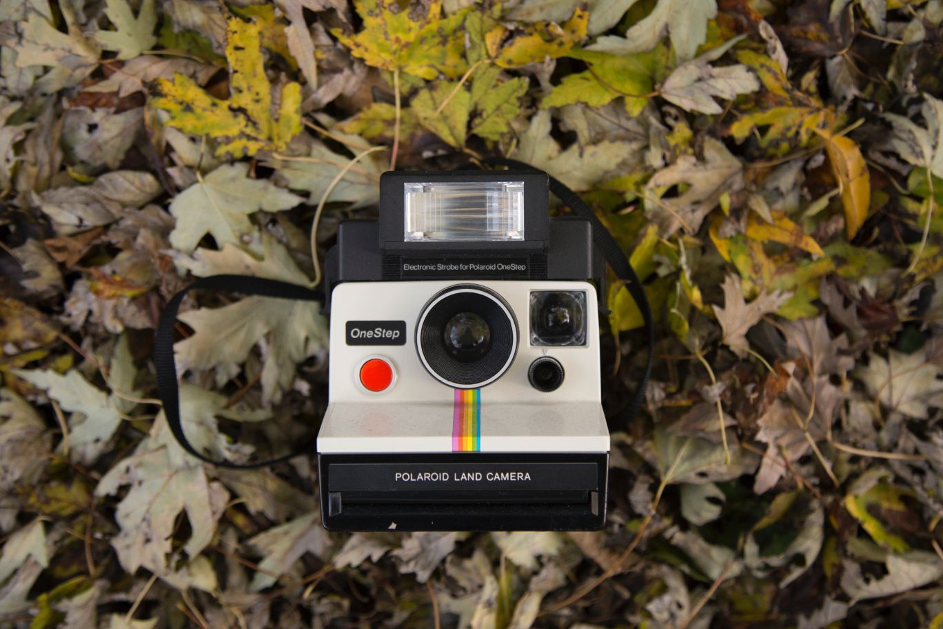 vintage polaroid camera on ground with leaves